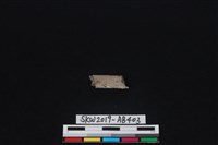 獸骨藏品圖，第1張