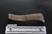 獸骨藏品圖，第1張