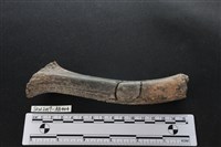 獸骨藏品圖，第2張