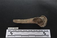 獸骨藏品圖，第3張