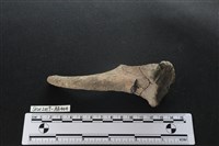 獸骨藏品圖，第4張