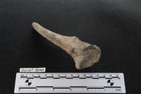 獸骨藏品圖，第5張