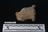 獸骨藏品圖，第1張