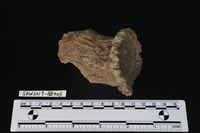 獸骨藏品圖，第2張