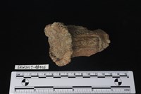 獸骨藏品圖，第3張