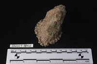 獸骨藏品圖，第4張