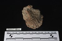 獸骨藏品圖，第5張