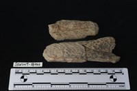 獸骨藏品圖，第1張