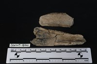 獸骨藏品圖，第2張