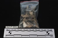 獸骨藏品圖，第3張