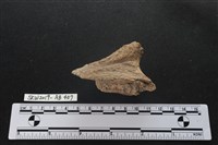 獸骨藏品圖，第2張