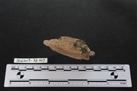 獸骨藏品圖，第3張