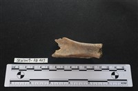 獸骨藏品圖，第4張