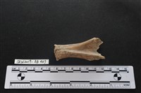 獸骨藏品圖，第5張