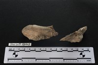 獸骨藏品圖，第1張