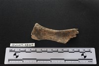 獸骨藏品圖，第2張