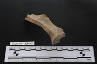 獸骨藏品圖，第3張