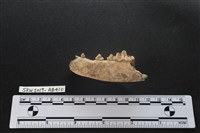 家犬藏品圖，第1張