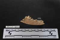 家犬藏品圖，第2張