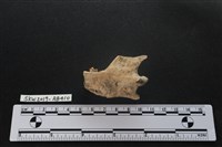 家犬藏品圖，第3張