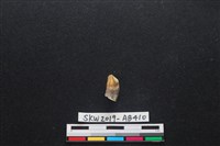 家犬藏品圖，第5張