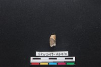 家犬藏品圖，第6張