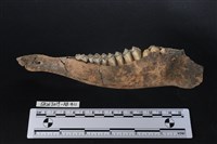 臺灣梅花鹿(特)藏品圖，第1張