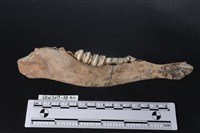 臺灣梅花鹿(特)藏品圖，第2張