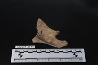 臺灣梅花鹿(特)藏品圖，第4張