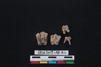 臺灣梅花鹿(特)藏品圖，第5張