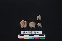 臺灣梅花鹿(特)藏品圖，第6張