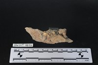 臺灣野豬(特)藏品圖，第1張