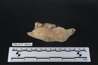 臺灣野豬(特)藏品圖，第2張