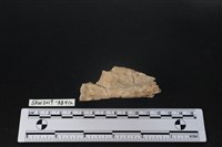 臺灣野豬(特)藏品圖，第3張