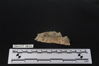 臺灣野豬(特)藏品圖，第4張