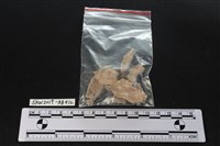 臺灣野豬(特)藏品圖，第5張