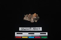 獸骨藏品圖，第4張