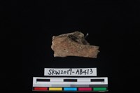 獸骨藏品圖，第5張