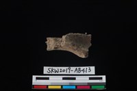 獸骨藏品圖，第6張