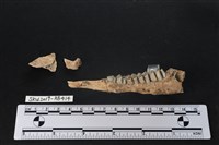 臺灣山羌(特)藏品圖，第2張