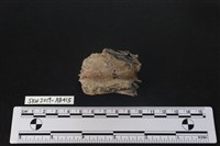 臺灣野豬(特)藏品圖，第2張