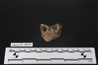 臺灣野豬(特)藏品圖，第3張