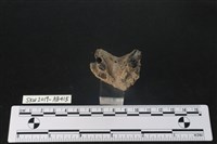 臺灣野豬(特)藏品圖，第4張