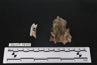 臺灣野豬(特)藏品圖，第2張