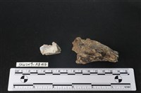 臺灣野豬(特)藏品圖，第3張