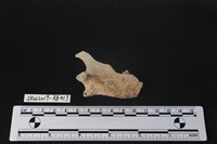 獸骨藏品圖，第2張