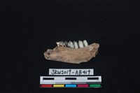 獸骨藏品圖，第1張