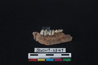 獸骨藏品圖，第2張