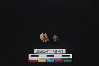 獸骨藏品圖，第4張