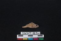 臺灣野兔(特)藏品圖，第2張